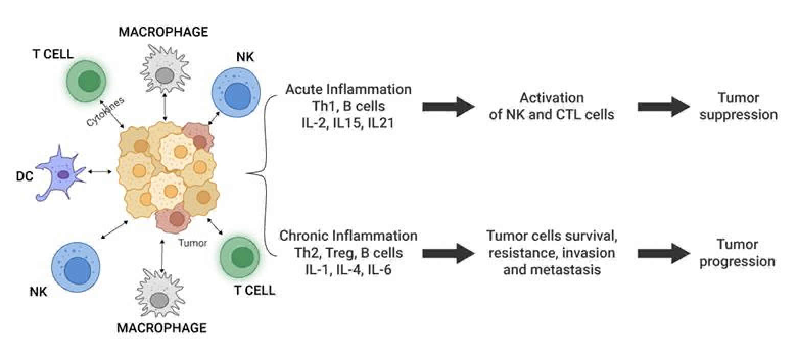 Interleukin Family Overview